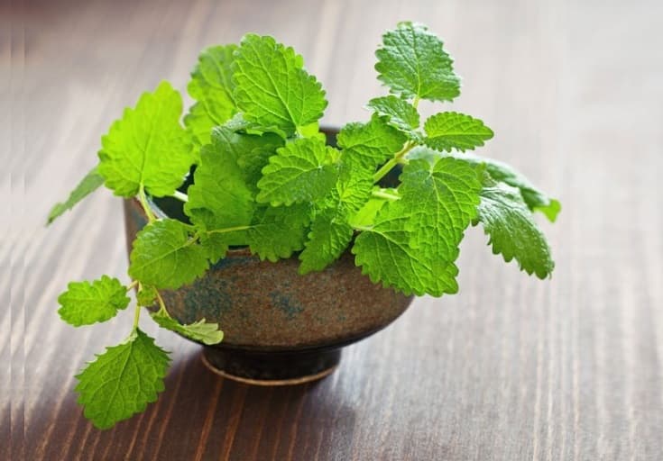 بادرنجبویه